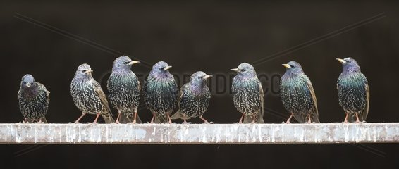 Starling (Sturnus vulgaris)  Starling perched on a fence  England  Winter