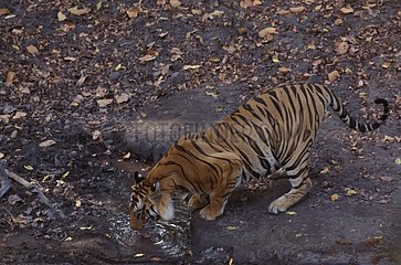 Tigre du Bengale buvant PN Bandhavgarh Inde