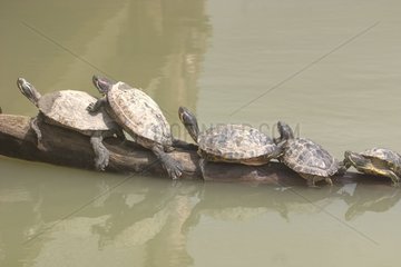 European pond turtles on a trunk in water