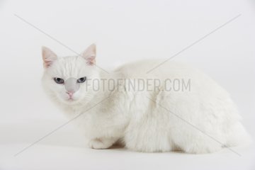 Portrait of a lying Domestic Cat in a house
