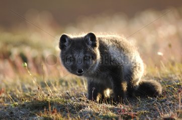 Arctic fox cub intrigued in the tundra Canada