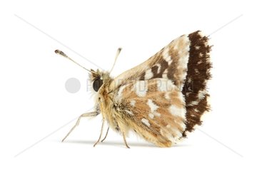 Red-underwing Skipper on white background