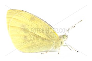 Cabbage butterfly on white background