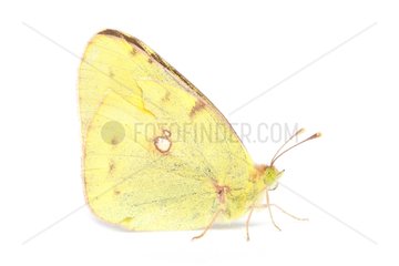 Clouded Yellow male on white background