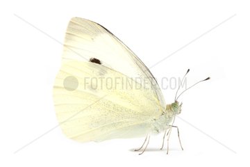 Cabbage Butterfly on white background