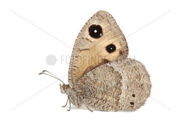 Great Sooty Satyr female on white background
