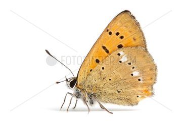 Large copper on white background