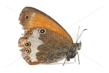 Moroccan Pearly Heath damaged wings on white background