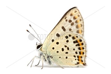 Sooty Copper Butterfly on white background
