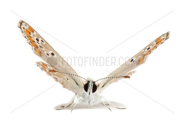 Northern Brown Argus on white background