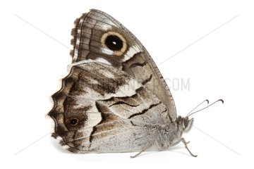 Striped Grayling on white background