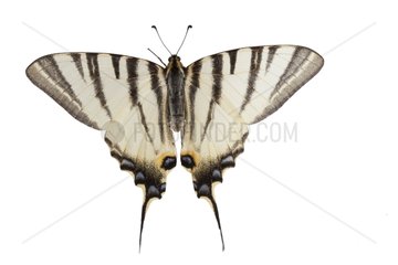 Southern Swallowtail on white background