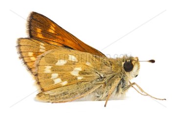 Silver-spotted Skipper on white background
