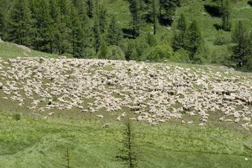 Sheep parking - Upper Valley Clarée Alpes France