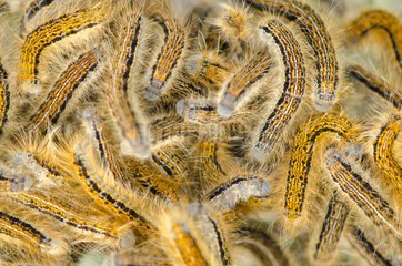 European tent caterpillars on their cocoon - France