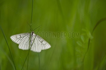 Moth on a blade of grass - Burgundy France