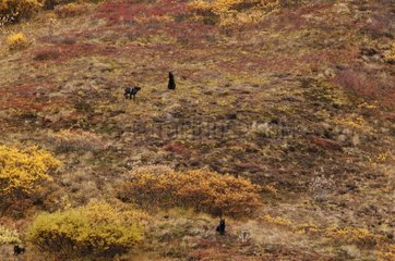 Gray wolfs resting in the tundra NP in autumn Denali Alaska