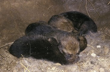 New-born cubs in their den