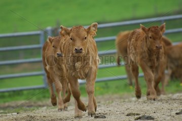 KÃ¤lber Limousins  die vor Gericht einer Farm in CorrÃ¨ze laufen