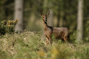 Roe Deer in grass Scotland