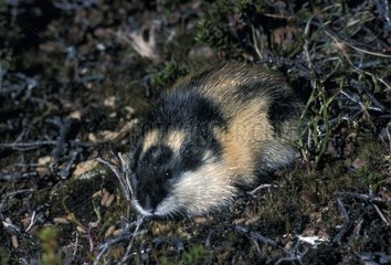 Gemeinsame Lemming