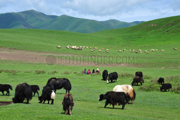 Herd of yaks in the highlands - Tibet China