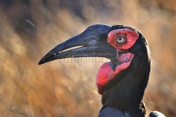 Southern Ground Hornbill (Bucorvus leadbeateri; formerly known as Bucorvus cafer)  Kruger  South Africa