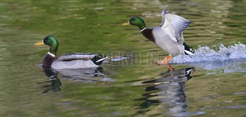 Mallard ducks (Anas platyrhynchos) male  23 December 2015  Northern Vosges Regional Nature Park  declared a World Biosphere Reserve by UNESCO  France