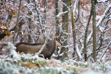 Chamois (Rupicapra rupicapra)  autumn atmosphere and frost  Haut Rhin  France
