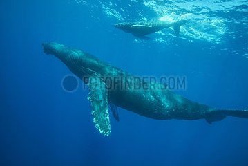 Humpback whale  Megaptera novaeangliae  Balaenopteridae  Socorro  Revillagigedos  Mexico