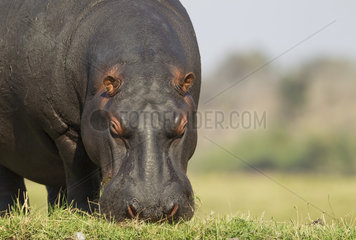 Hippopotamus grazing on Chobe river bank - Botswana
