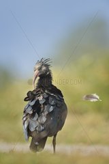 Northern bald ibis grooming on grass