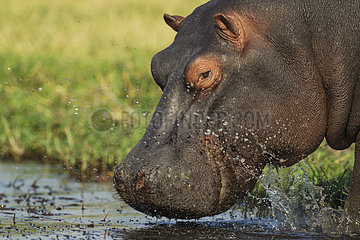 Hippopotamus entering in Chobe river - Botswana
