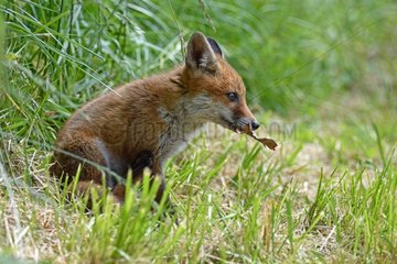 Red Fox  cub playing with a dead leaf meadow