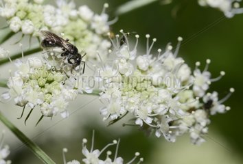 Mining Bee (Andrena minutula) female and Fly on umbellifera  31 August 2015  the Northern Vosges Regional Park  France  ranked World Biosphere Reserve by UNESCO  France