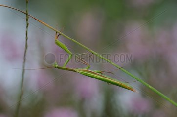 Praying mantis (Mantis religiosa). In the fall near the forest. Maine et Loire  France.