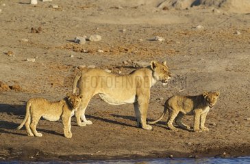 Lion (Panthera leo) - Female with two cubs at a waterhole. Etosha National Park  Namibia.