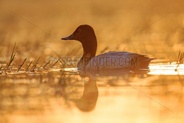 Common Pochard male on water at dawn - La Dombes France