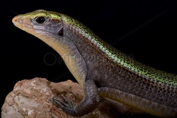Green Madagascar girdled lizard (Zonosaurus haraldmeieri)  Diego Suarez  Madagascar