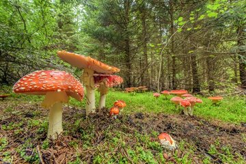 Fly Agaric (Amanita muscaria)   hudge thrust into a forest of Jura autumn  France
