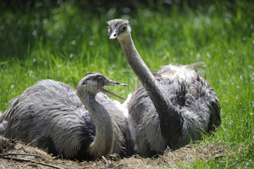 Greater Rheas couple to the nest