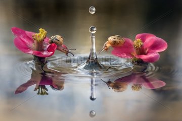 Curious snails - two snails watching a falling waterdrop