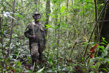 Ranger in the Bwindi Impenetrable Forest - Uganda