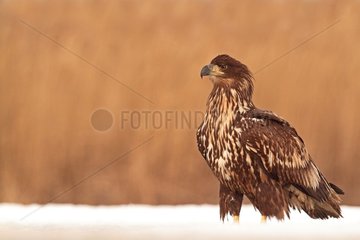 White-tailed Eagle in the snow and background of reeds