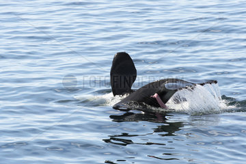 Killer whale male socialising - Gulf of California