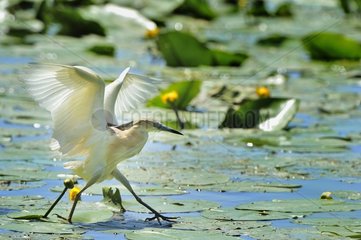 Squacco Heron (Ardeola ralloides) on water lilies