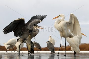 Grey Heron against a Great Egret