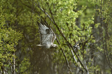 Rough-legged Hawk in flight in forest - Varanger Norway