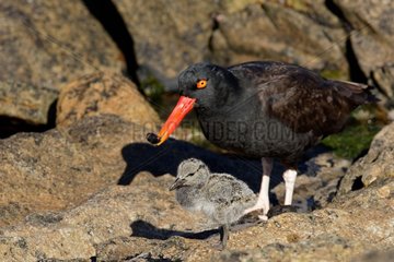 Black Oystercatcher (Haematopus ater) with is chick  Carcass Island   Falkland Islands