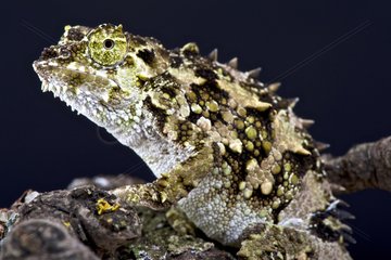 Spiny-flanked Chameleon (Trioceros laterispinis)